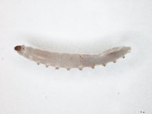  ( - TSZD-JKJ-104547)  @11 [ ] CreativeCommons - Attribution Non-Commercial Share-Alike (2018) Unspecified Tromsø University Museum