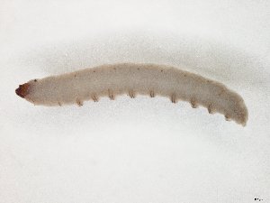 ( - TSZD-JKJ-104571)  @12 [ ] CreativeCommons - Attribution Non-Commercial Share-Alike (2018) Unspecified Tromsø University Museum