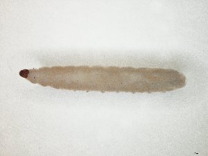  ( - TSZD-JKJ-104577)  @11 [ ] CreativeCommons - Attribution Non-Commercial Share-Alike (2018) Unspecified Tromsø University Museum