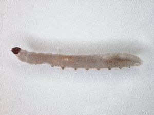  ( - TSZD-JKJ-104592)  @12 [ ] CreativeCommons - Attribution Non-Commercial Share-Alike (2018) Unspecified Tromsø University Museum