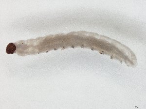  ( - TSZD-JKJ-104593)  @12 [ ] CreativeCommons - Attribution Non-Commercial Share-Alike (2018) Unspecified Tromsø University Museum