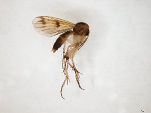  ( - TSZD-JKJ-104689)  @11 [ ] CreativeCommons - Attribution Non-Commercial Share-Alike (2018) Unspecified Tromsø University Museum
