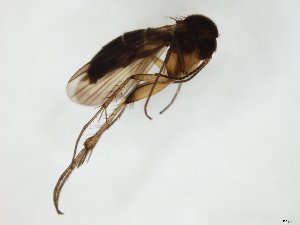  ( - TSZD-JKJ-104699)  @11 [ ] CreativeCommons - Attribution Non-Commercial Share-Alike (2018) Unspecified Tromsø University Museum
