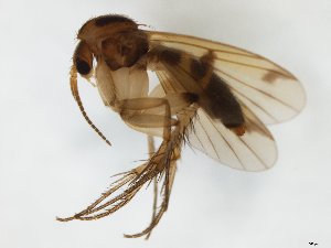  ( - TSZD-JKJ-104700)  @11 [ ] CreativeCommons - Attribution Non-Commercial Share-Alike (2018) Unspecified Tromsø University Museum