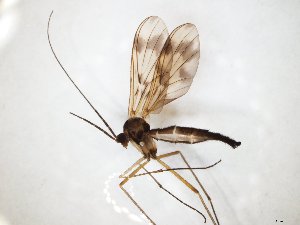  (Macrocera maculata - TSZD-JKJ-104710)  @11 [ ] CreativeCommons - Attribution Non-Commercial Share-Alike (2018) Unspecified Tromsø University Museum