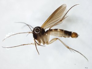  ( - TSZD-JKJ-104724)  @12 [ ] CreativeCommons - Attribution Non-Commercial Share-Alike (2018) Unspecified Tromsø University Museum