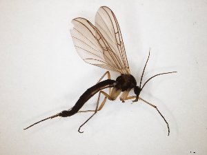  ( - TSZD-JKJ-104757)  @13 [ ] CreativeCommons - Attribution Non-Commercial Share-Alike (2018) Unspecified Tromsø University Museum