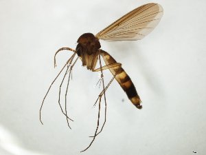  ( - TSZD-JKJ-104764)  @11 [ ] CreativeCommons - Attribution Non-Commercial Share-Alike (2018) Unspecified Tromsø University Museum