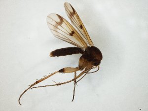  ( - TSZD-JKJ-104801)  @13 [ ] CreativeCommons - Attribution Non-Commercial Share-Alike (2018) Unspecified Tromsø University Museum