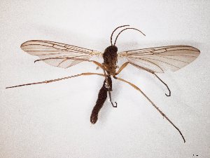  ( - TSZD-JKJ-104805)  @12 [ ] CreativeCommons - Attribution Non-Commercial Share-Alike (2018) Unspecified Tromsø University Museum