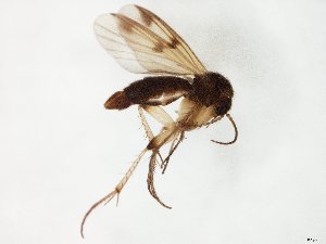  ( - TSZD-JKJ-104892)  @11 [ ] CreativeCommons - Attribution Non-Commercial Share-Alike (2018) Unspecified Tromsø University Museum