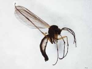  ( - TSZD-JKJ-105043)  @11 [ ] CreativeCommons - Attribution Non-Commercial Share-Alike (2018) Unspecified Tromsø University Museum