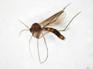  ( - TSZD-JKJ-105076)  @11 [ ] CreativeCommons - Attribution Non-Commercial Share-Alike (2019) Unspecified Tromsø University Museum