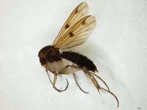  (Mycetophila rudis - TSZD-JKJ-105143)  @11 [ ] CreativeCommons - Attribution Non-Commercial Share-Alike (2019) Unspecified Tromsø University Museum