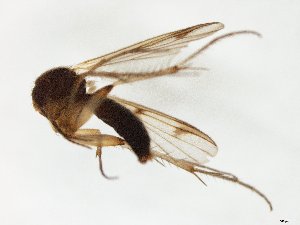  (Mycetophila subbrevitarsata - TSZD-JKJ-105351)  @11 [ ] CreativeCommons - Attribution Non-Commercial Share-Alike (2019) Unspecified Tromsø University Museum