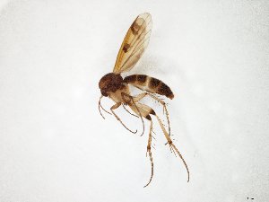  (Mycetophila laeta - TSZD-JKJ-105352)  @14 [ ] CreativeCommons - Attribution Non-Commercial Share-Alike (2019) Unspecified Tromsø University Museum