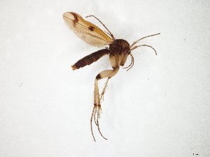  ( - TSZD-JKJ-105353)  @13 [ ] CreativeCommons - Attribution Non-Commercial Share-Alike (2019) Unspecified Tromsø University Museum