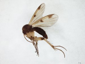  ( - TSZD-JKJ-105364)  @11 [ ] CreativeCommons - Attribution Non-Commercial Share-Alike (2019) Unspecified Tromsø University Museum