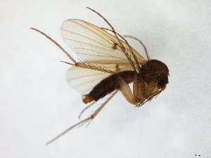  ( - TSZD-JKJ-105383)  @13 [ ] CreativeCommons - Attribution Non-Commercial Share-Alike (2019) Unspecified Tromsø University Museum