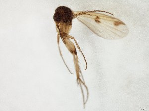 ( - TSZD-JKJ-105399)  @11 [ ] CreativeCommons - Attribution Non-Commercial Share-Alike (2019) Unspecified Tromsø University Museum
