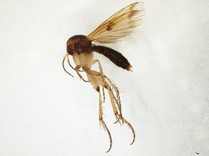  ( - TSZD-JKJ-105591)  @11 [ ] CreativeCommons - Attribution Non-Commercial Share-Alike (2019) Unspecified Tromsø University Museum