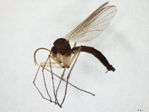  ( - TSZD-JKJ-105602)  @11 [ ] CreativeCommons - Attribution Non-Commercial Share-Alike (2019) Unspecified Tromsø University Museum