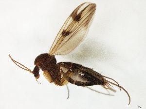  (Mycetophila setifera - TSZD-JKJ-105622)  @11 [ ] CreativeCommons - Attribution Non-Commercial Share-Alike (2019) Unspecified Tromsø University Museum