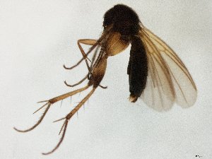  ( - TSZD-JKJ-105630)  @11 [ ] CreativeCommons - Attribution Non-Commercial Share-Alike (2019) Unspecified Tromsø University Museum