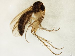  (Mycetophila JKJ-spF - TSZD-JKJ-106514)  @11 [ ] CreativeCommons - Attribution Non-Commercial Share-Alike (2019) Unspecified Tromsø University Museum