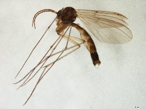  ( - TSZD-JKJ-106517)  @11 [ ] CreativeCommons - Attribution Non-Commercial Share-Alike (2019) Unspecified Tromsø University Museum