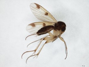  (Mycetophila JKJ-spL - TSZD-JKJ-106567)  @12 [ ] CreativeCommons - Attribution Non-Commercial Share-Alike (2019) Unspecified Tromsø University Museum