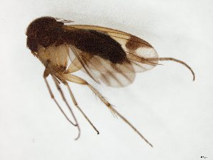  (Mycetophila JKJ-spG - TSZD-JKJ-106574)  @11 [ ] CreativeCommons - Attribution Non-Commercial Share-Alike (2019) Unspecified Tromsø University Museum