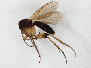  ( - TSZD-JKJ-106693)  @11 [ ] CreativeCommons - Attribution Non-Commercial Share-Alike (2019) Unspecified Tromsø University Museum