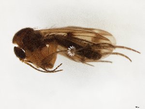  (Mycetophila spectabilis - TSZD-JKJ-107505)  @11 [ ] CreativeCommons - Attribution Non-Commercial Share-Alike (2019) Unspecified Tromsø University Museum