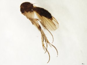  (Mycetophila sinuosa - TSZD-JKJ-107526)  @11 [ ] CreativeCommons - Attribution Non-Commercial Share-Alike (2019) Unspecified Tromsø University Museum