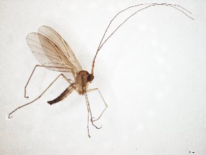  ( - TSZD-JKJ-107657)  @11 [ ] CreativeCommons - Attribution Non-Commercial Share-Alike (2019) Unspecified Tromsø University Museum