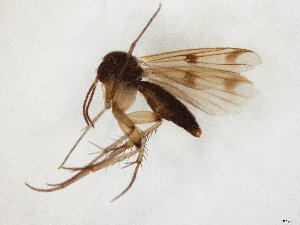  (Mycetophila nigrofusca - TSZD-JKJ-107690)  @11 [ ] CreativeCommons - Attribution Non-Commercial Share-Alike (2019) Unspecified Tromsø University Museum