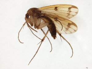  ( - TSZD-JKJ-107792)  @11 [ ] CreativeCommons - Attribution Non-Commercial Share-Alike (2019) Unspecified Tromsø University Museum