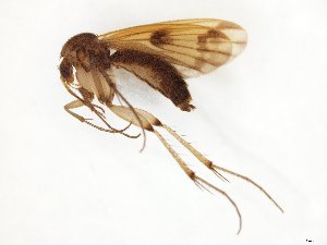  (Mycetophila vivida - TSZD-JKJ-107793)  @11 [ ] CreativeCommons - Attribution Non-Commercial Share-Alike (2019) Unspecified Tromsø University Museum