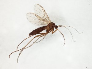  ( - TSZD-JKJ-107835)  @11 [ ] CreativeCommons - Attribution Non-Commercial Share-Alike (2019) Unspecified Tromsø University Museum