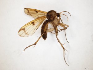  ( - TSZD-JKJ-107912)  @11 [ ] CreativeCommons - Attribution Non-Commercial Share-Alike (2019) Unspecified Tromsø University Museum