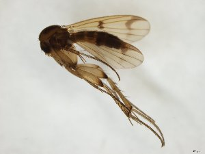  ( - TSZD-JKJ-107938)  @13 [ ] CreativeCommons - Attribution Non-Commercial Share-Alike (2019) Unspecified Tromsø University Museum