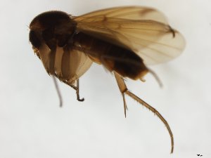  (Mycetophila JKJ-spC - TSZD-JKJ-107963)  @11 [ ] CreativeCommons - Attribution Non-Commercial Share-Alike (2019) Unspecified Tromsø University Museum