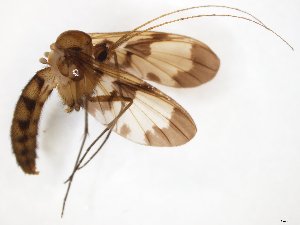  (Macrocera fascipennis - TSZD-JKJ-108391)  @11 [ ] CreativeCommons - Attribution Non-Commercial Share-Alike (2020) Unspecified Tromsø University Museum