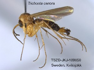  (Trichonta canora - TSZD-JKJ-109050)  @11 [ ] CreativeCommons - Attribution Non-Commercial Share-Alike (2020) Unspecified Tromsø University Museum