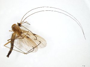  ( - TSZD-JKJ-111224)  @11 [ ] by-nc-sa (2020) Unspecified Tromsø University Museum
