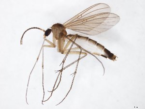  ( - TSZD-JKJ-111315)  @11 [ ] by-nc-sa (2020) Unspecified Tromsø University Museum