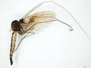  (Macrocera grandis - TSZD-JKJ-111452)  @11 [ ] by-nc-sa (2020) Unspecified Tromsø University Museum