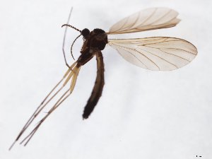  ( - TSZD-JKJ-111471)  @11 [ ] by-nc-sa (2020) Unspecified Tromsø University Museum