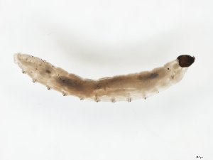  ( - TSZD-JKJ-111583)  @11 [ ] by-nc-sa (2020) Unspecified Tromsø University Museum